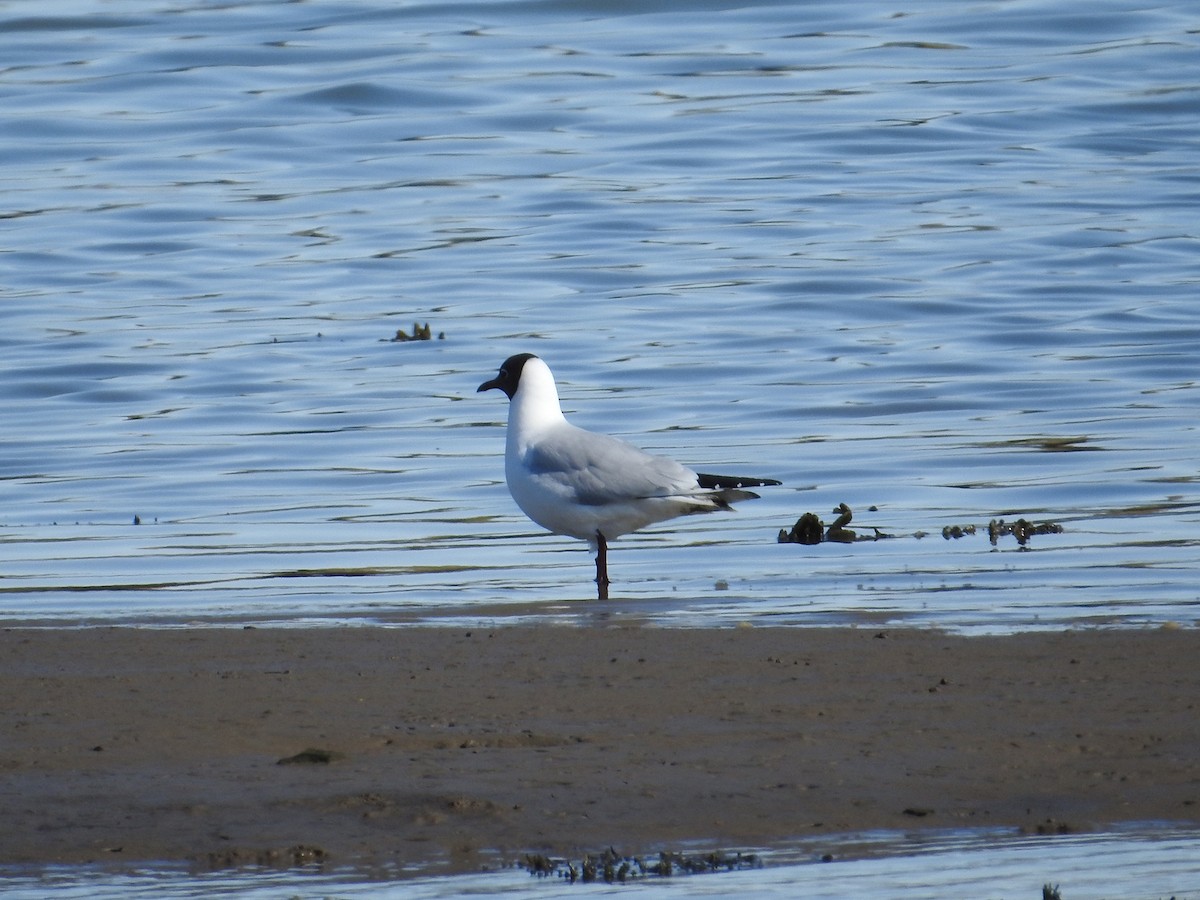 Black-headed Gull - ML216023481