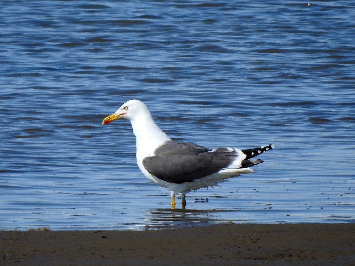 Lesser Black-backed Gull - ML216023671