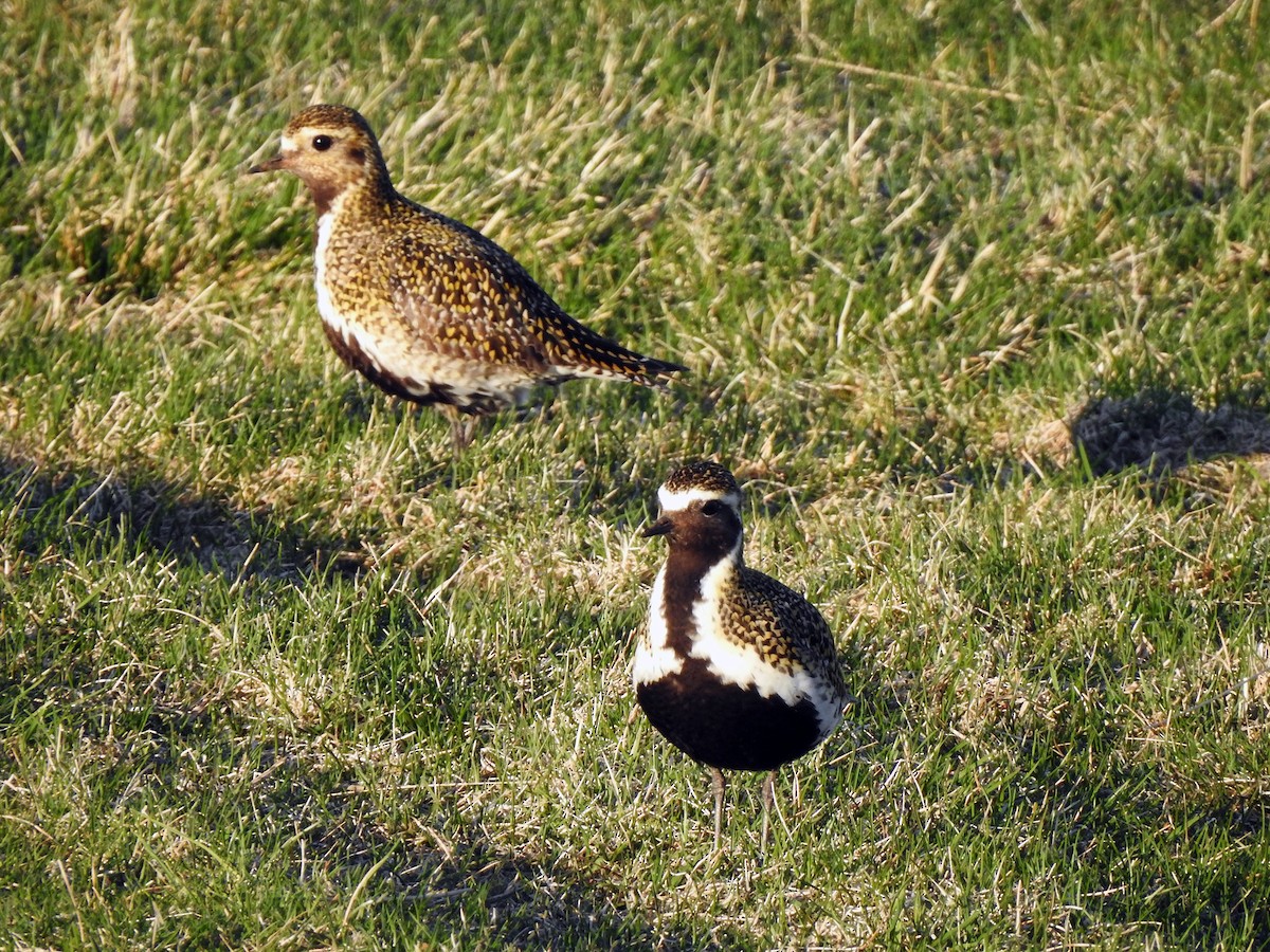 European Golden-Plover - Peter Oberč