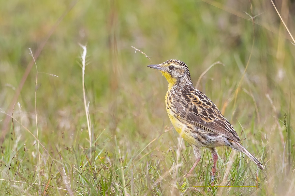 Sharpe's Longclaw - Niall D Perrins