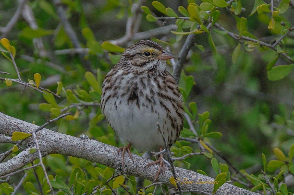 Savannah Sparrow - ML216025151