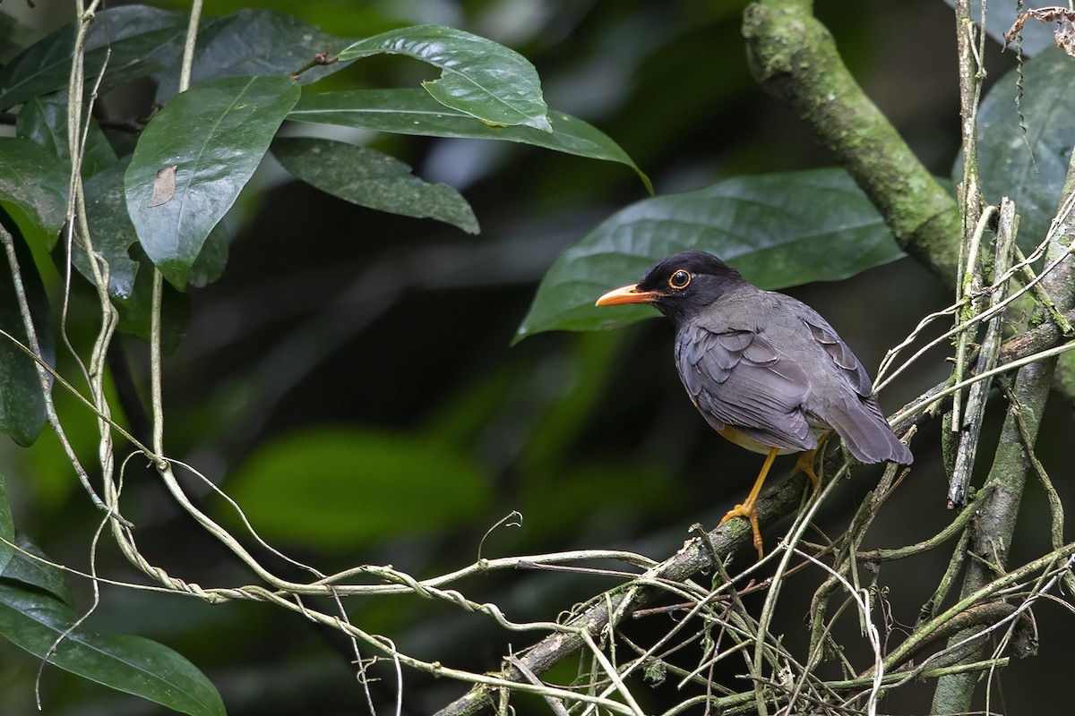 Taita Thrush - Niall D Perrins