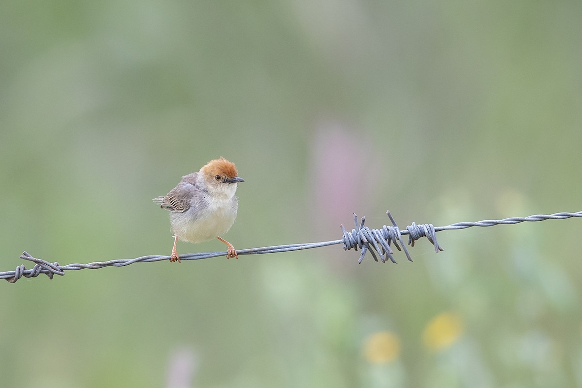 Tiny Cisticola - Niall D Perrins