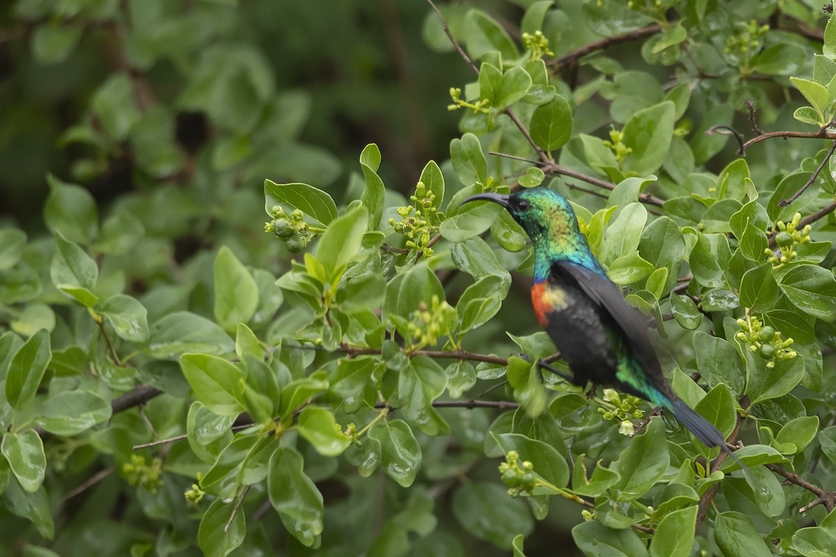 Black-bellied Sunbird - ML216027301