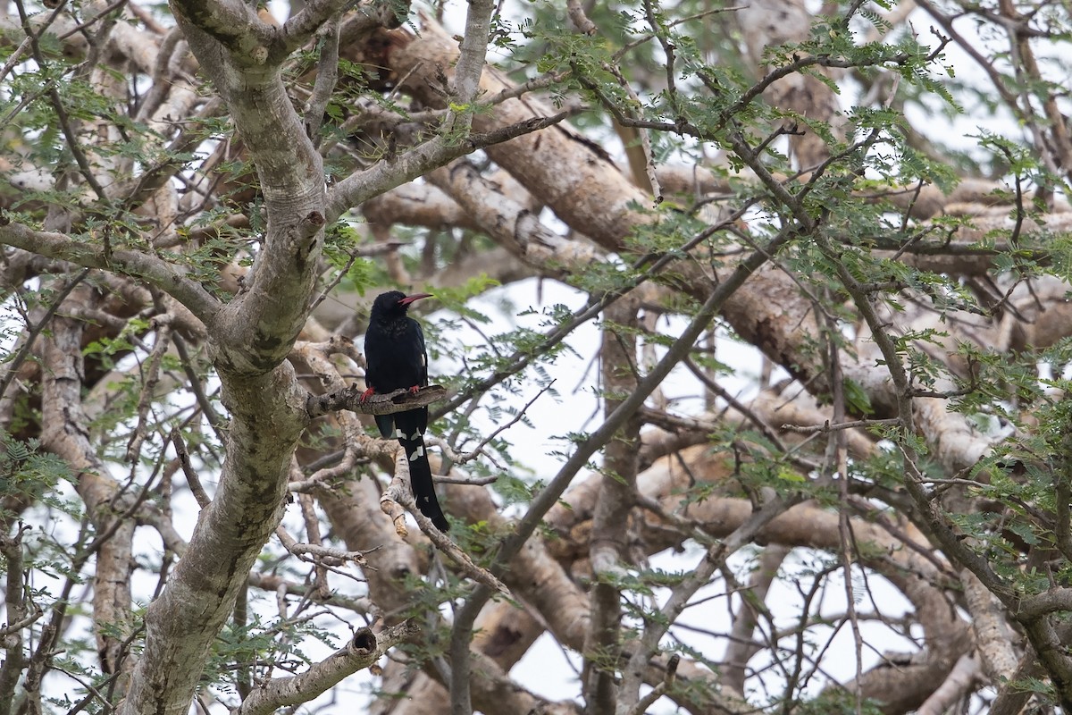 Violet Woodhoopoe (Grant's) - ML216027421