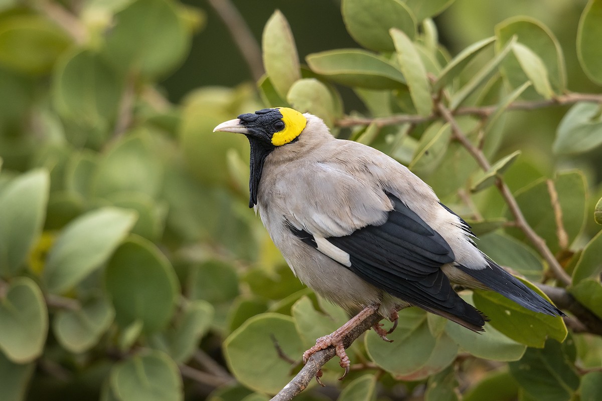 Wattled Starling - ML216027431