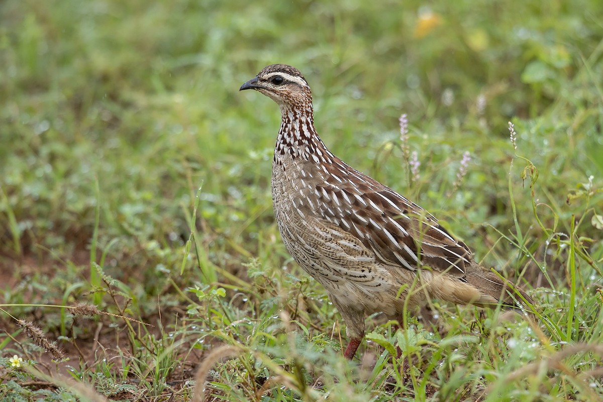 Crested Francolin - Niall D Perrins