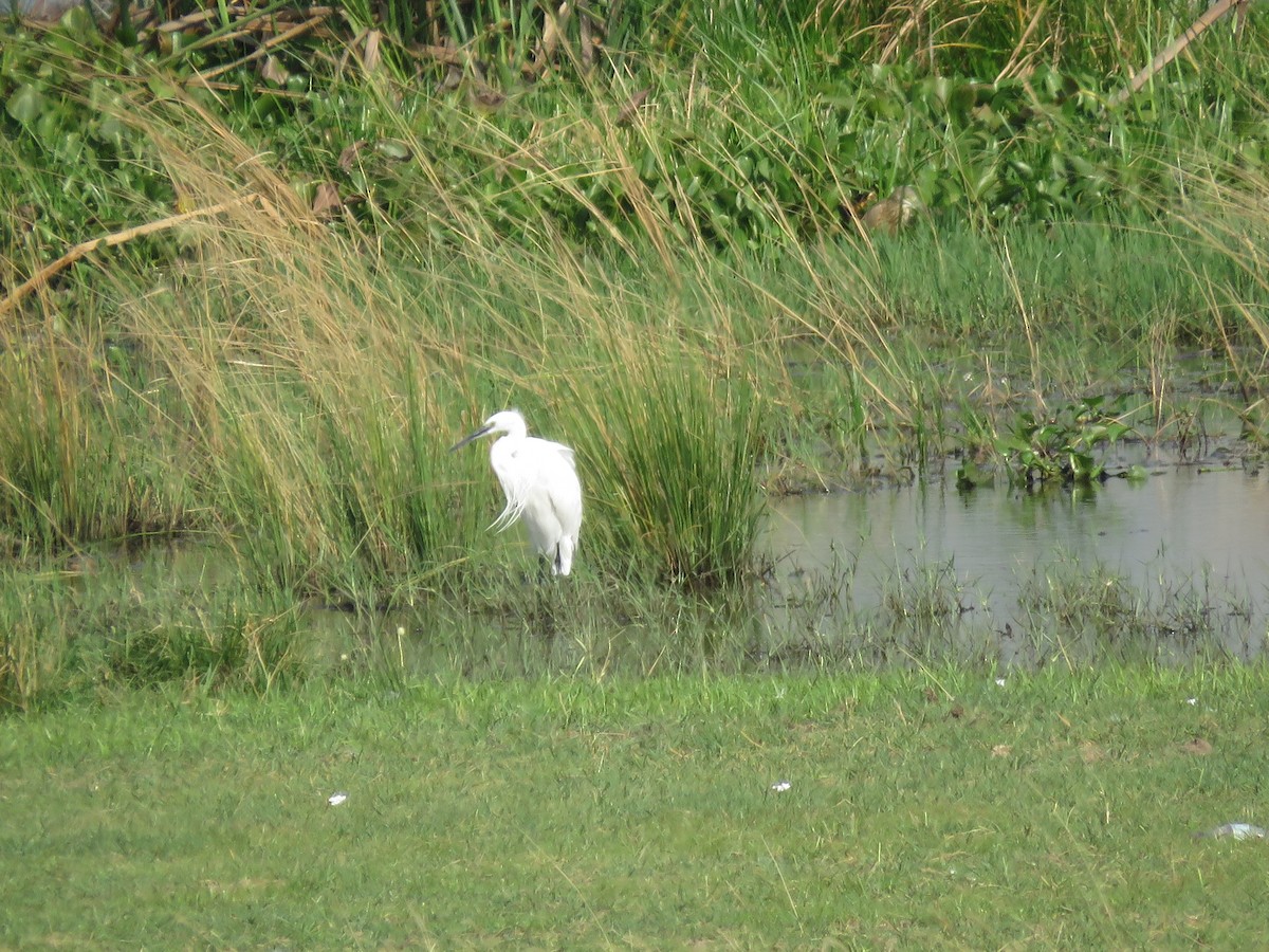 小白鷺 - ML216028021