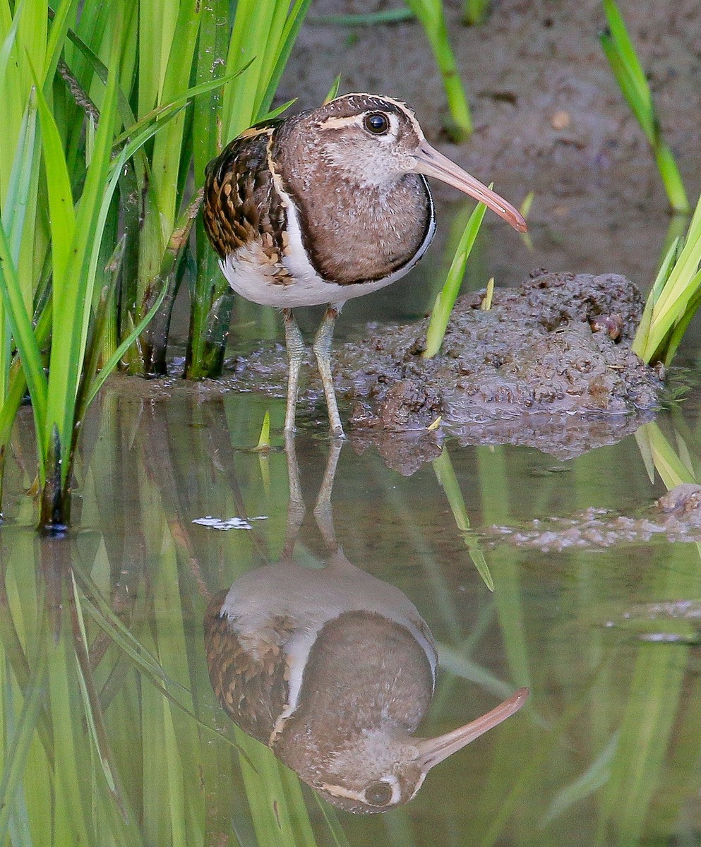 Greater Painted-Snipe - Neoh Hor Kee