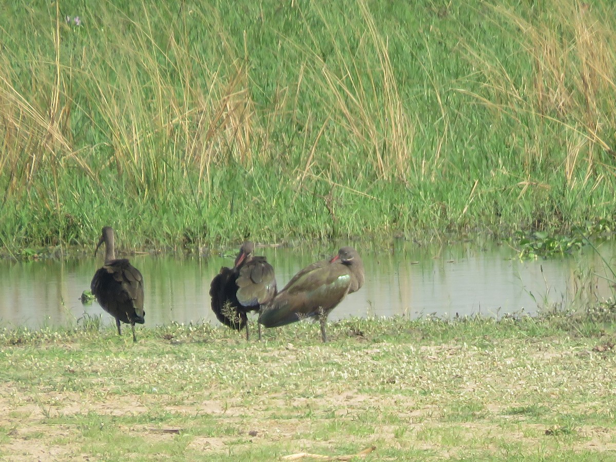 ibis hagedaš - ML216028091