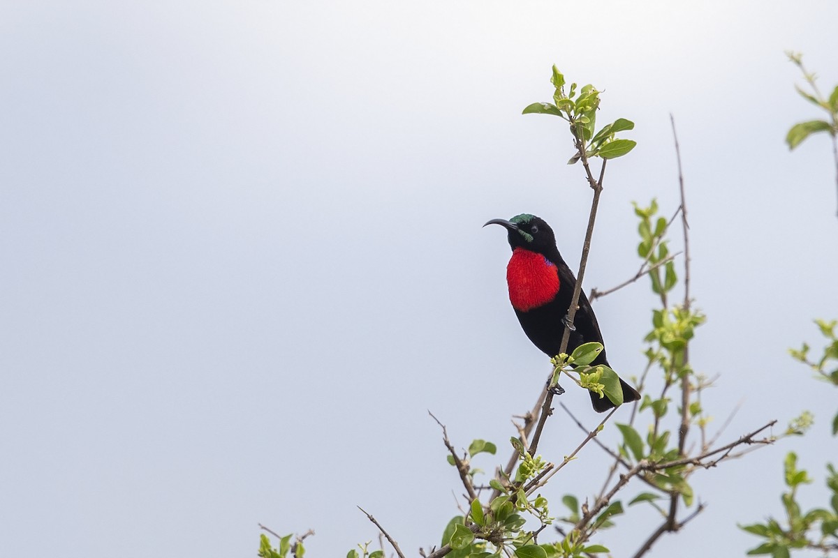 Hunter's Sunbird - ML216028111