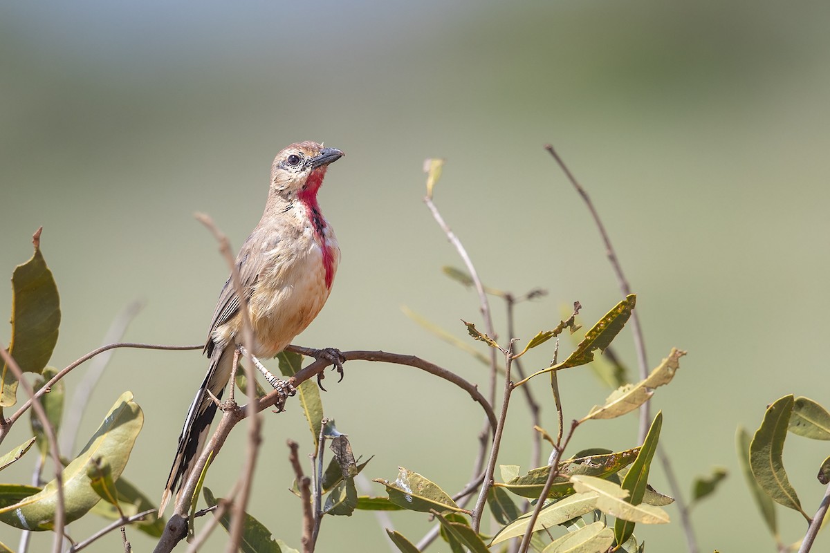 Rosy-patched Bushshrike - ML216028231