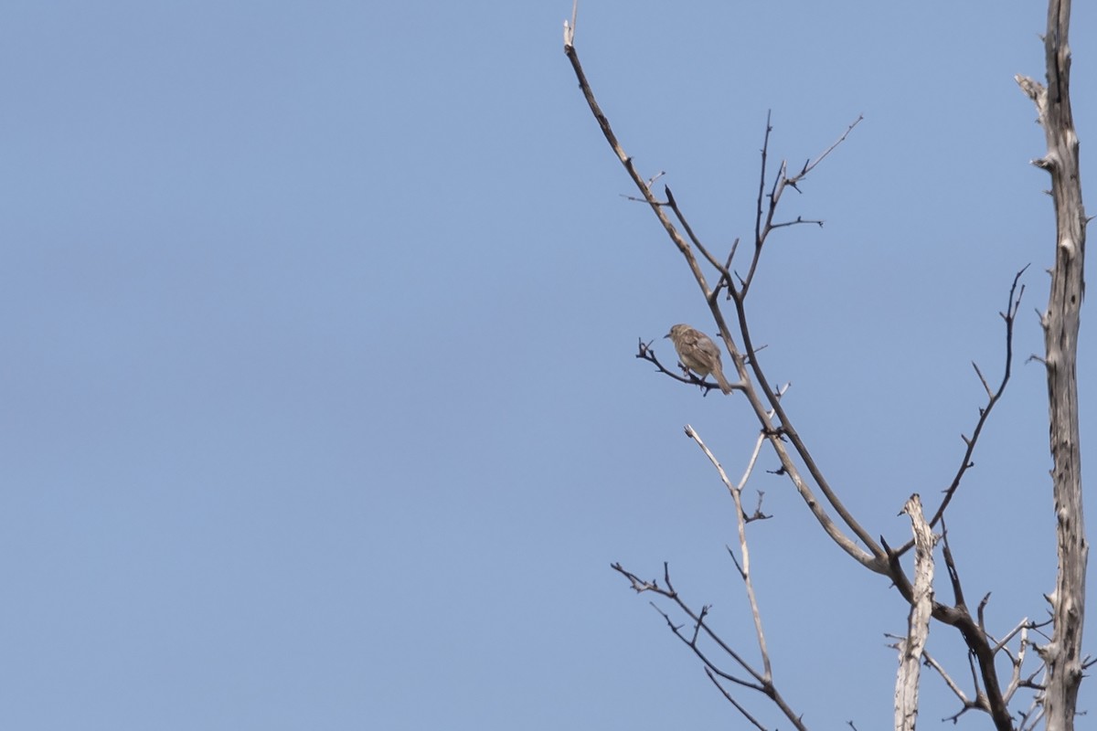 Ashy Cisticola - ML216028291