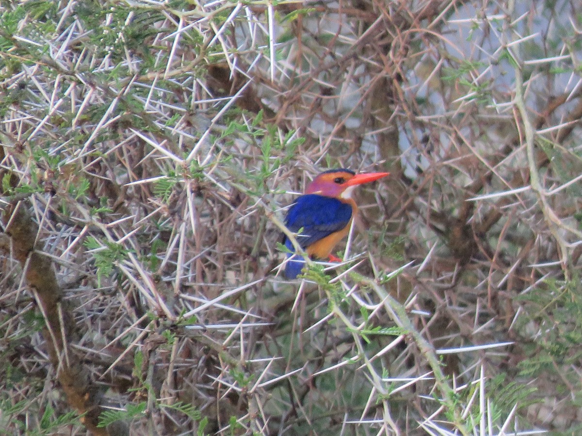 African Pygmy Kingfisher - ML216028701