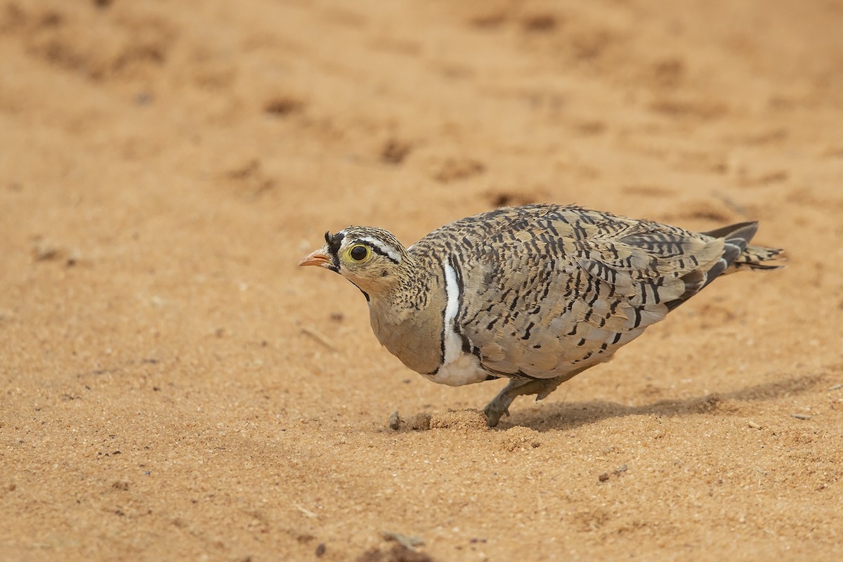 Black-faced Sandgrouse - Niall D Perrins