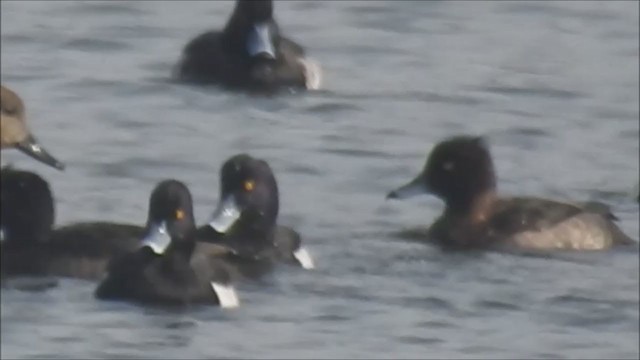 Tufted Duck - ML216029111