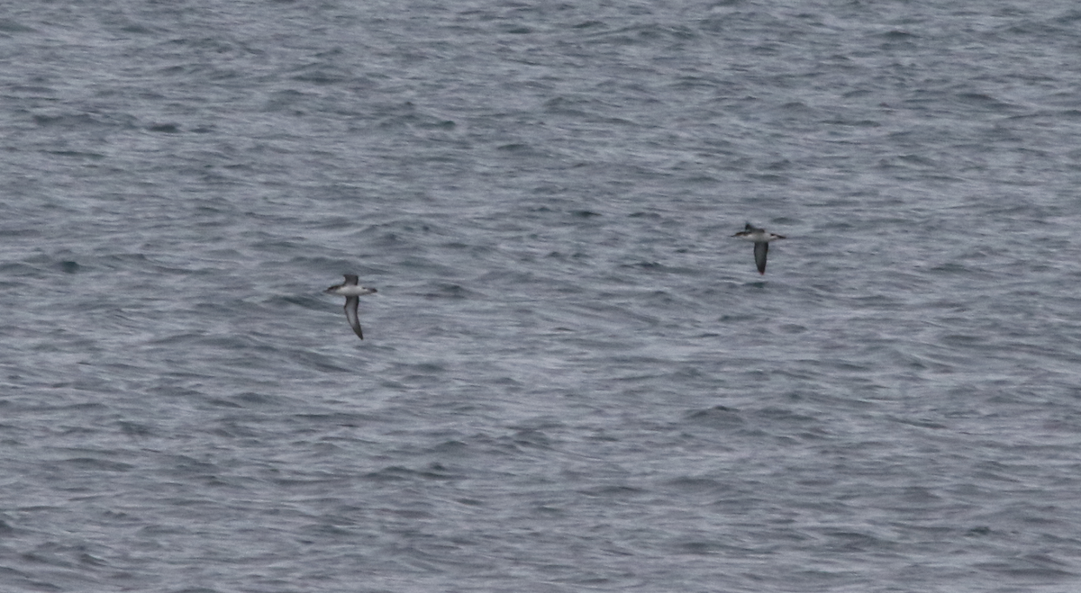 Atlantik Yelkovanı - ML216029141