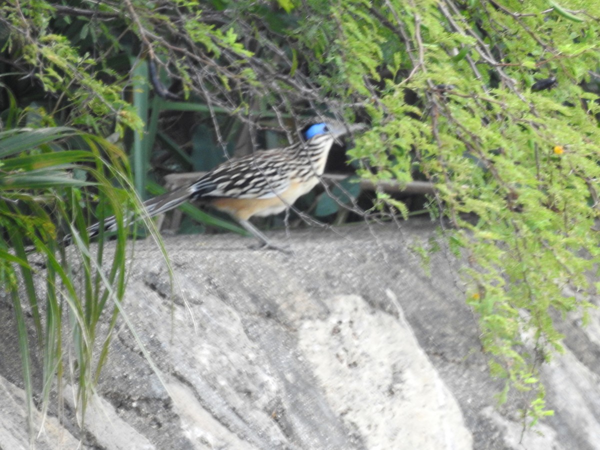 Correcaminos Chico - ML216029711