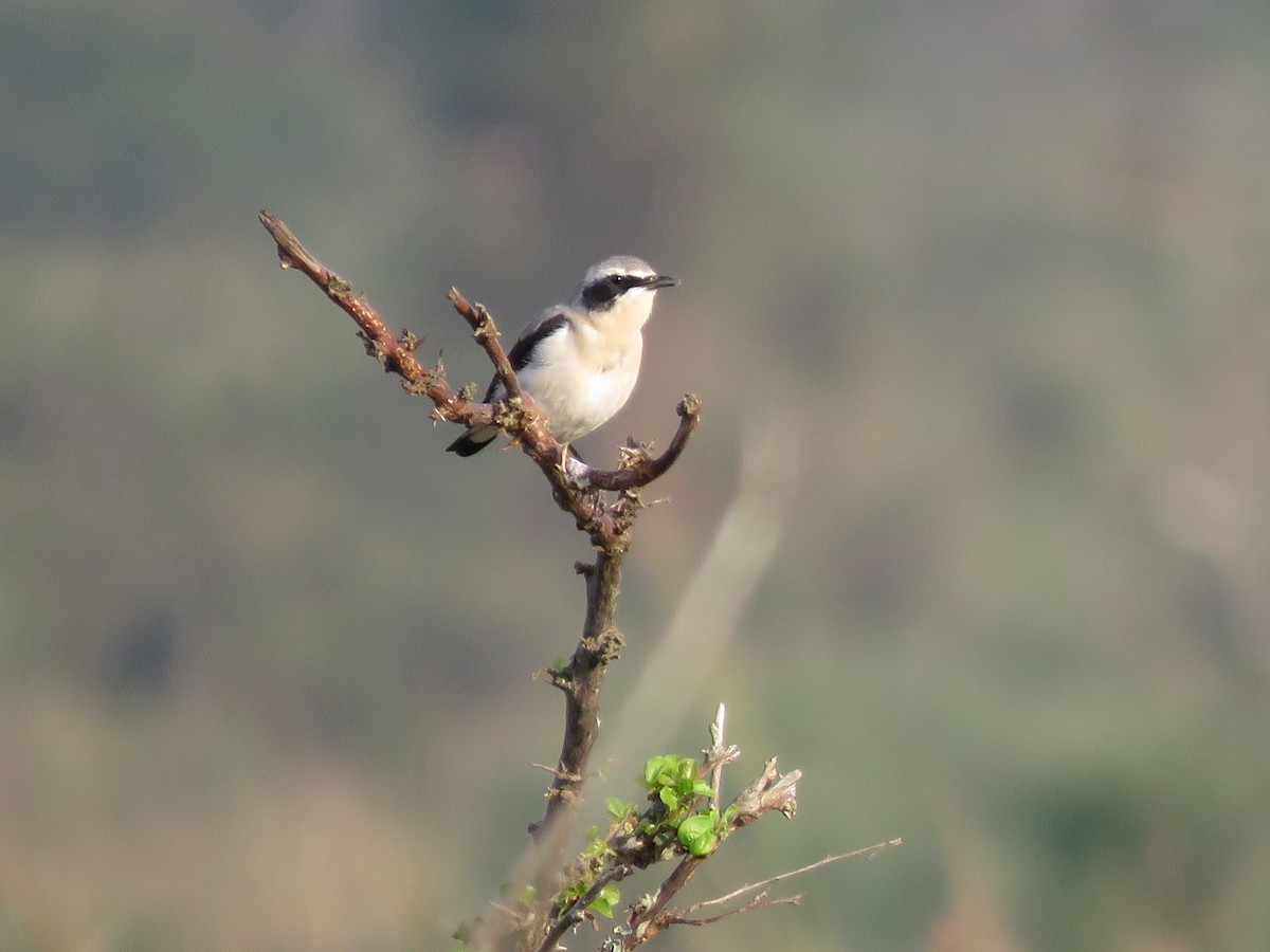 Northern Wheatear - Srinivasa Shenoy