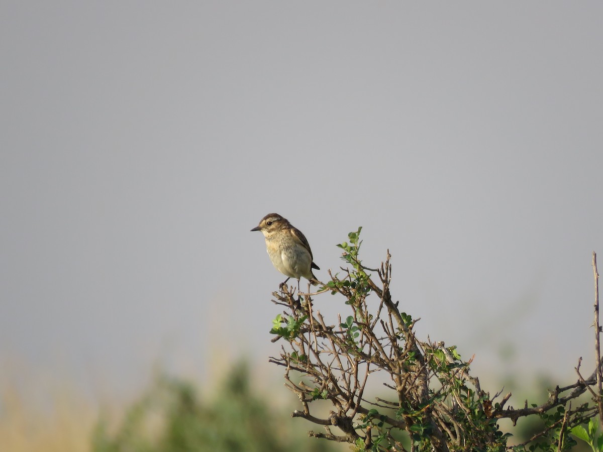 Northern Wheatear - Srinivasa Shenoy