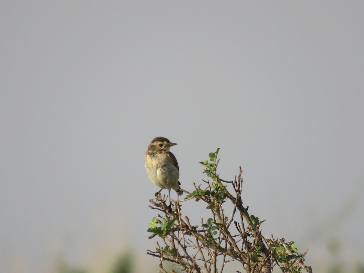 Northern Wheatear - ML216029971