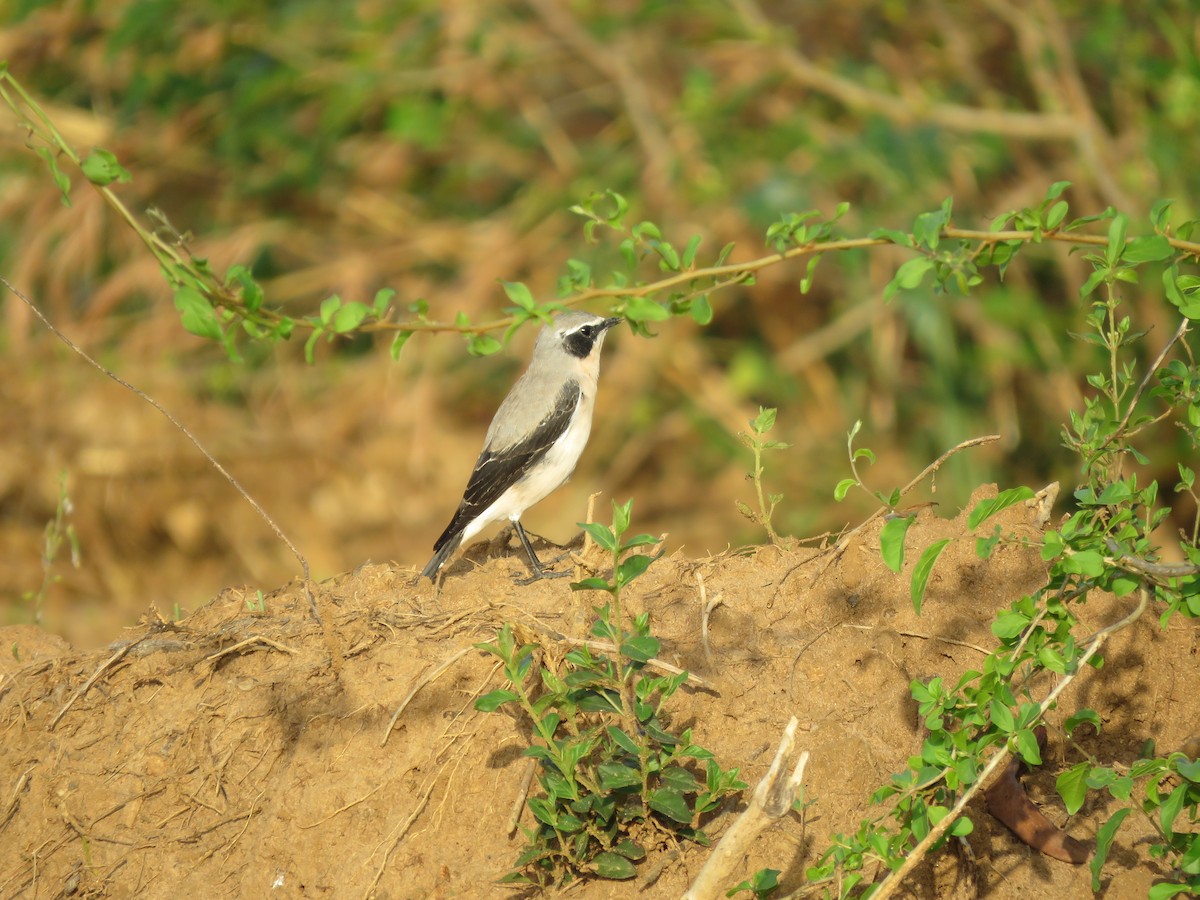 Northern Wheatear - ML216029981