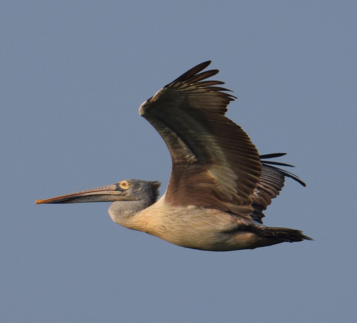 Spot-billed Pelican - Siva T