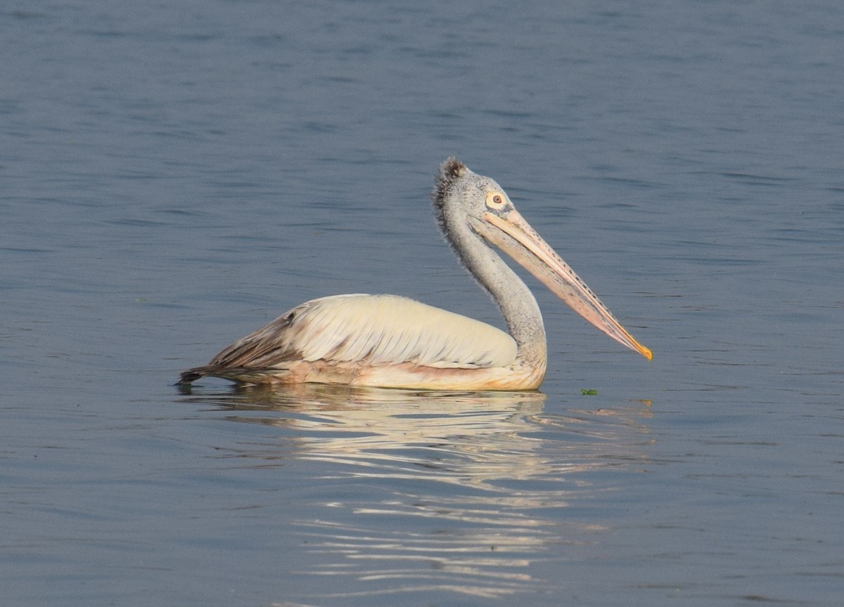 Spot-billed Pelican - Siva T
