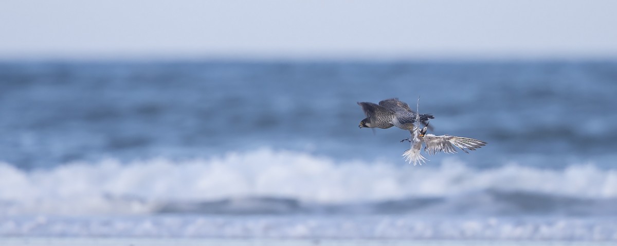 Peregrine Falcon (African) - ML216033761