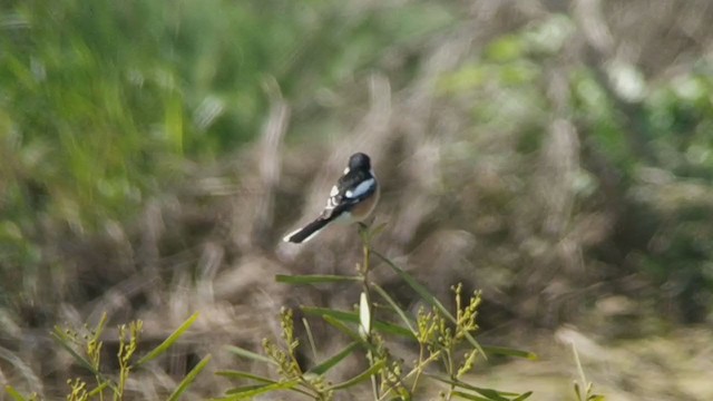 Masked Shrike - ML216034291