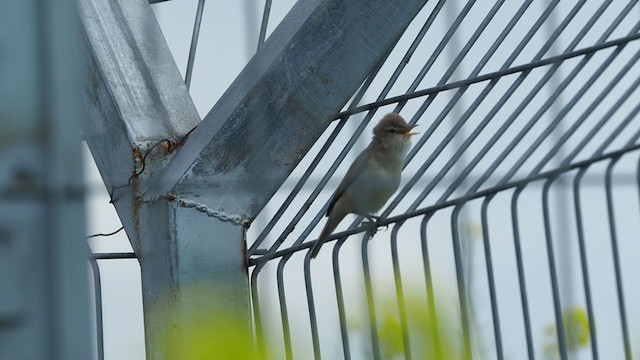 Eastern Olivaceous Warbler - ML216034881