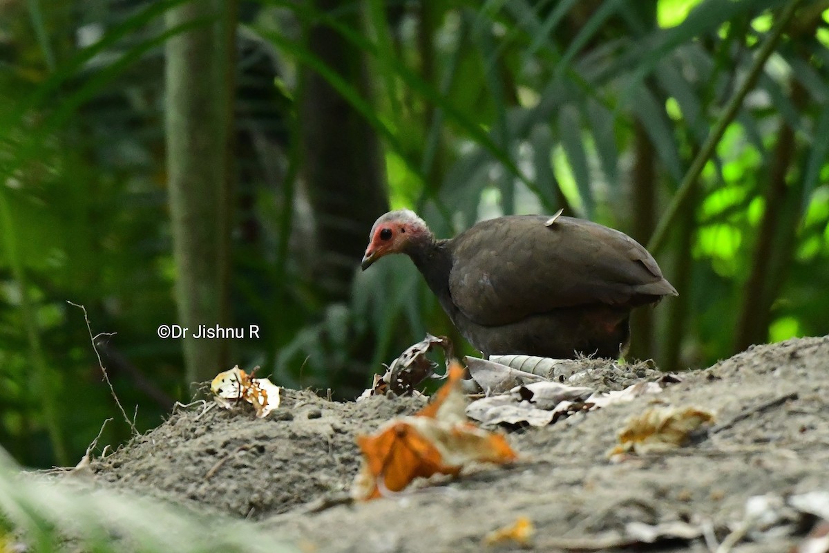 Nikobaren-Großfußhuhn - ML216038261