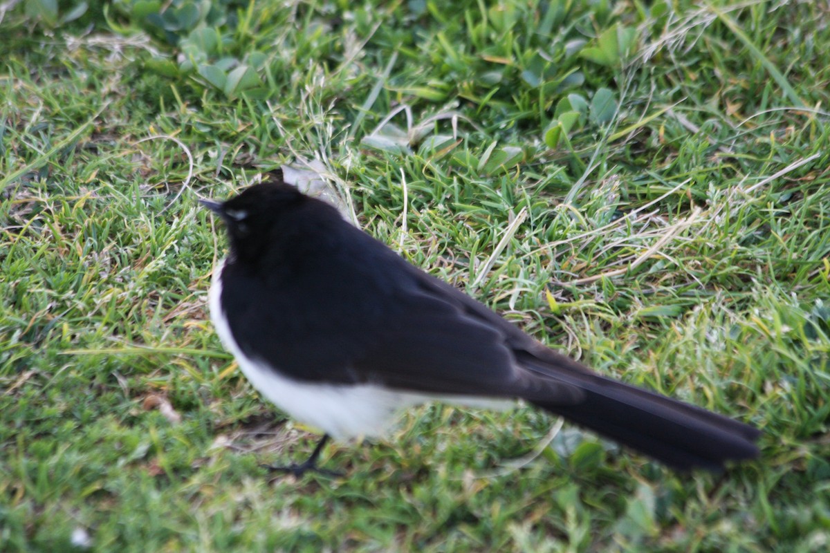 Willie-wagtail - ML216040371