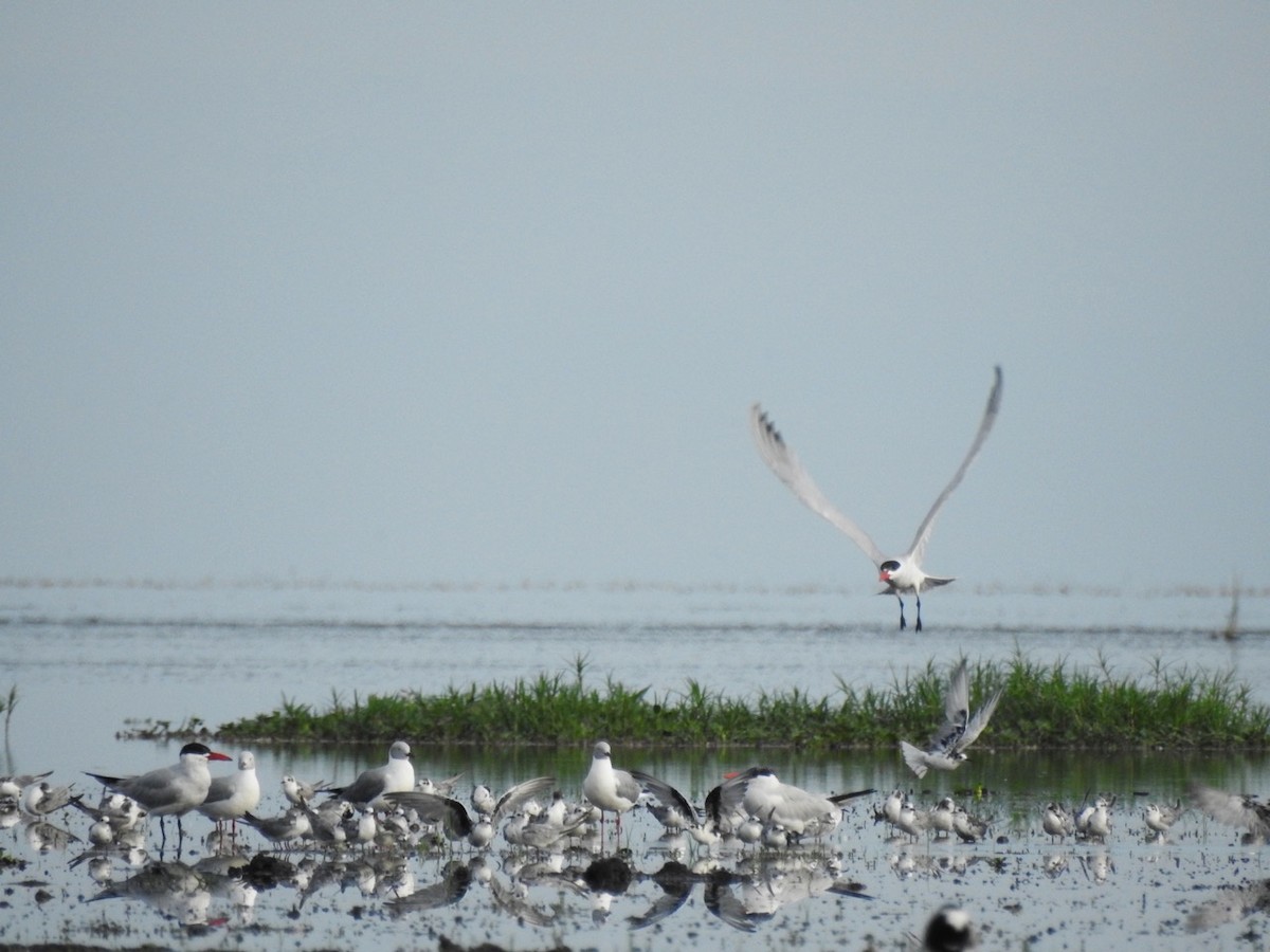 Caspian Tern - ML216040481