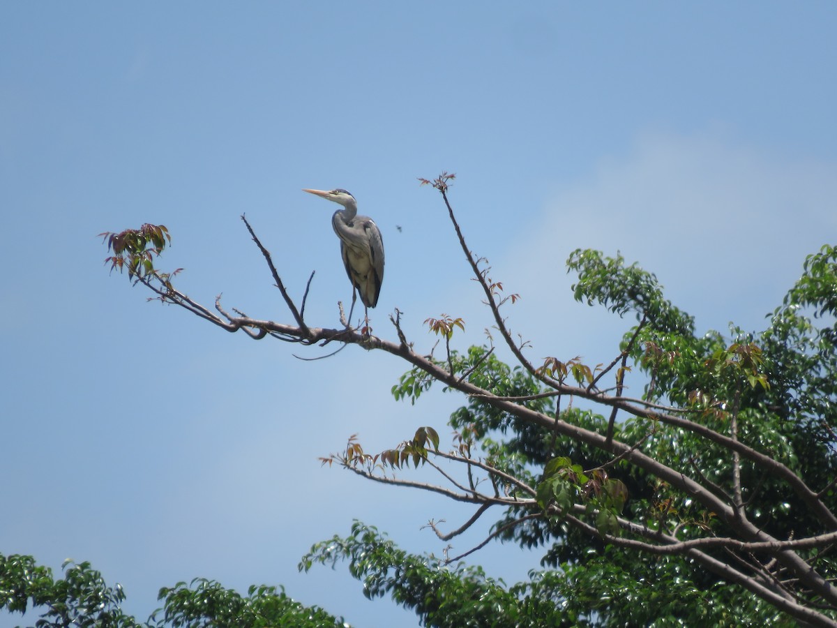 Gray Heron - Srinivasa Shenoy