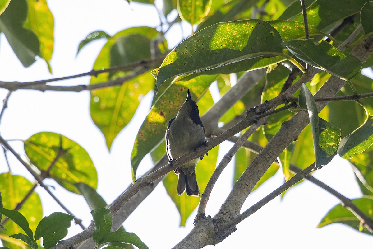 Uluguru Violet-backed Sunbird - ML216042731