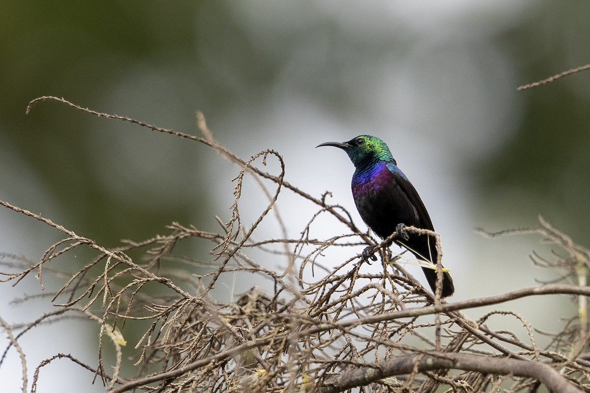 Purple-banded Sunbird - Niall D Perrins