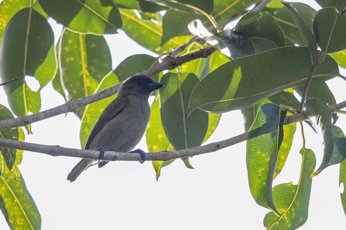 Green Barbet (Green) - Niall D Perrins