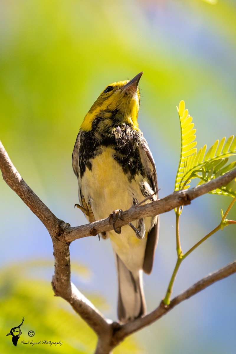 Black-throated Green Warbler - ML216043311