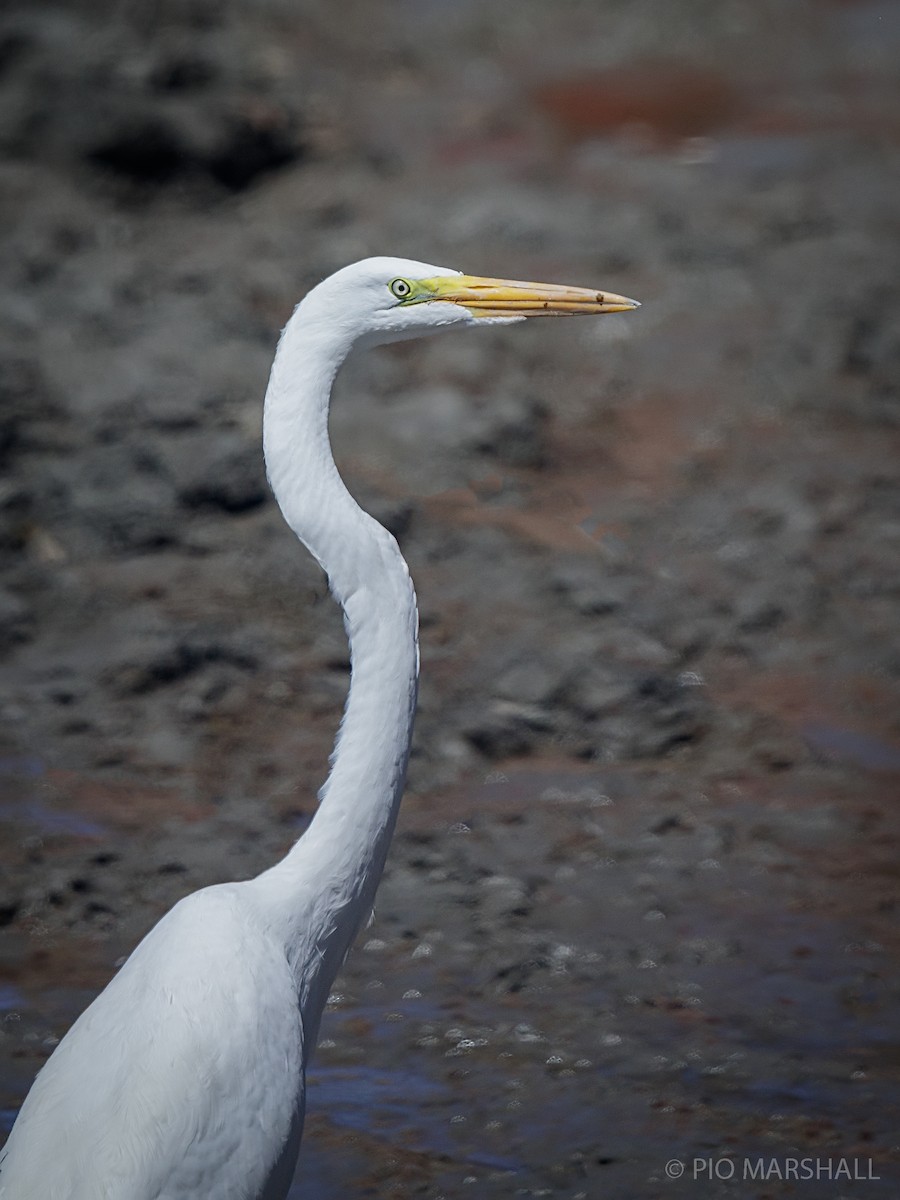 Great Egret - ML216043961