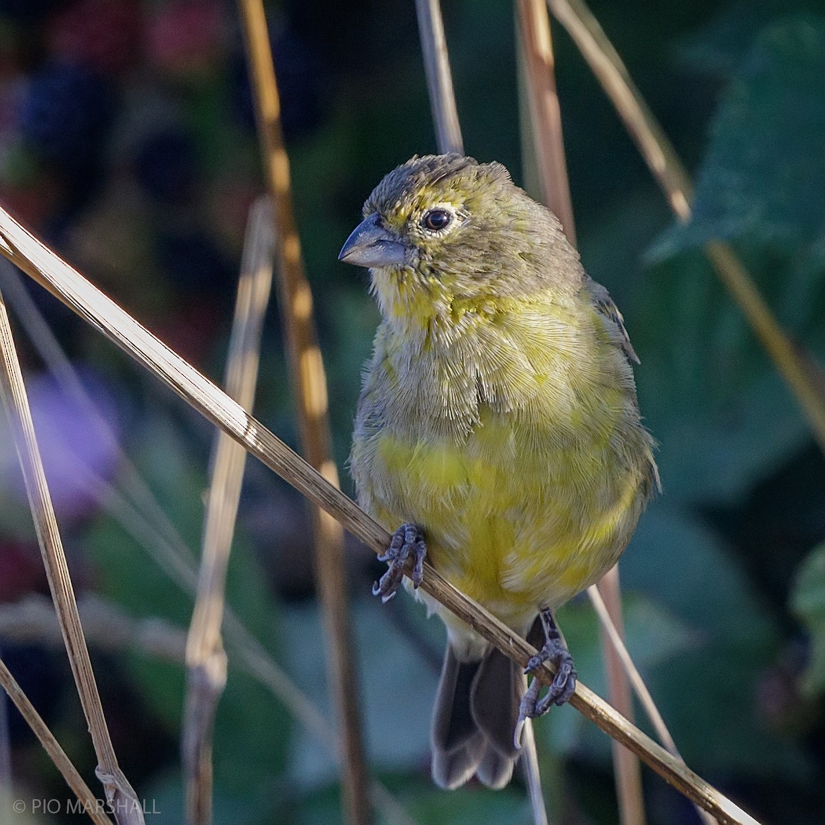 Grassland Yellow-Finch - ML216044711