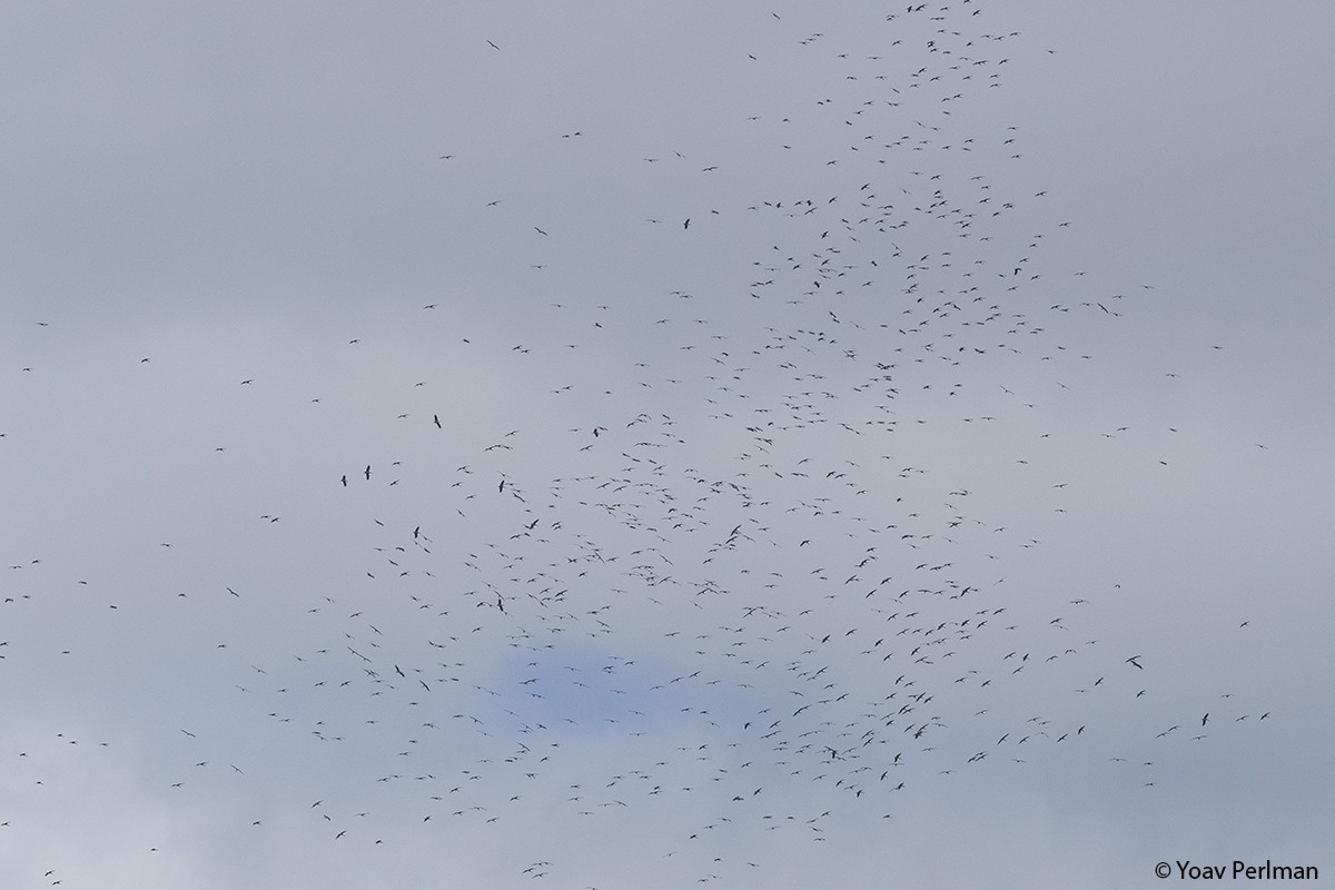 White Stork - ML216044931