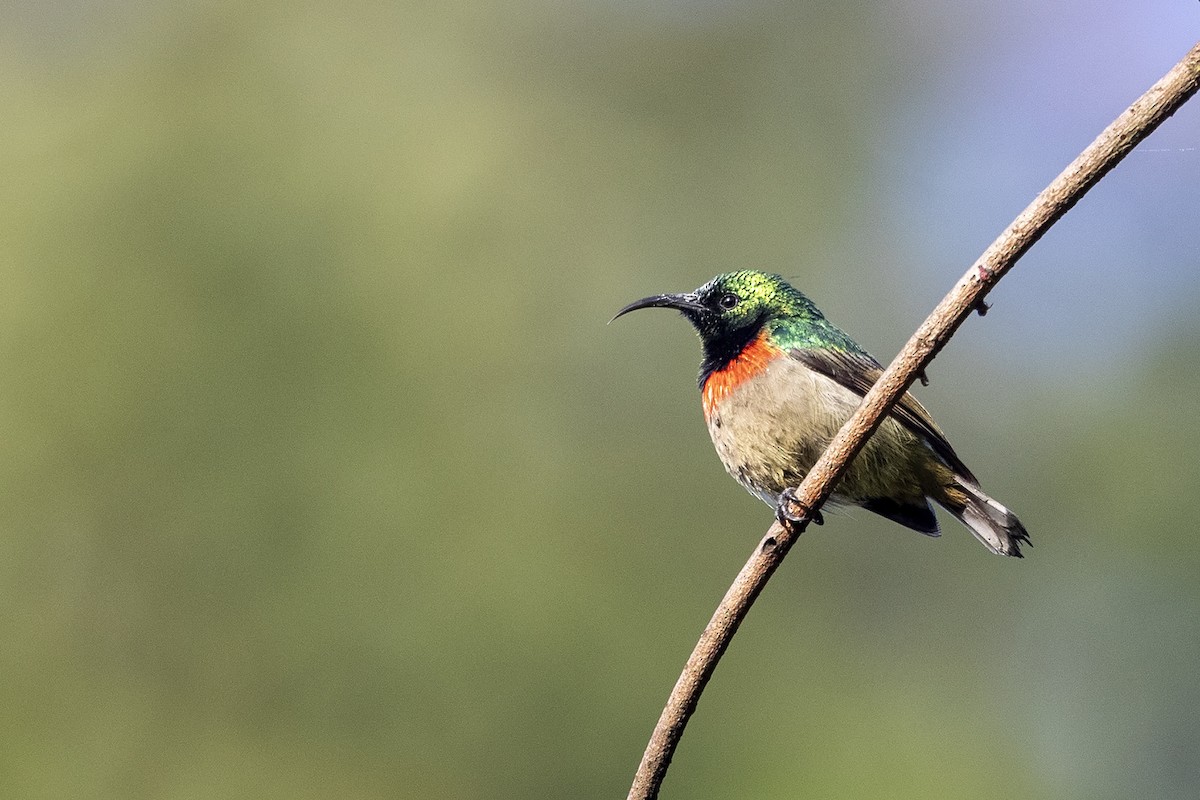 Usambara Double-collared Sunbird - Niall D Perrins