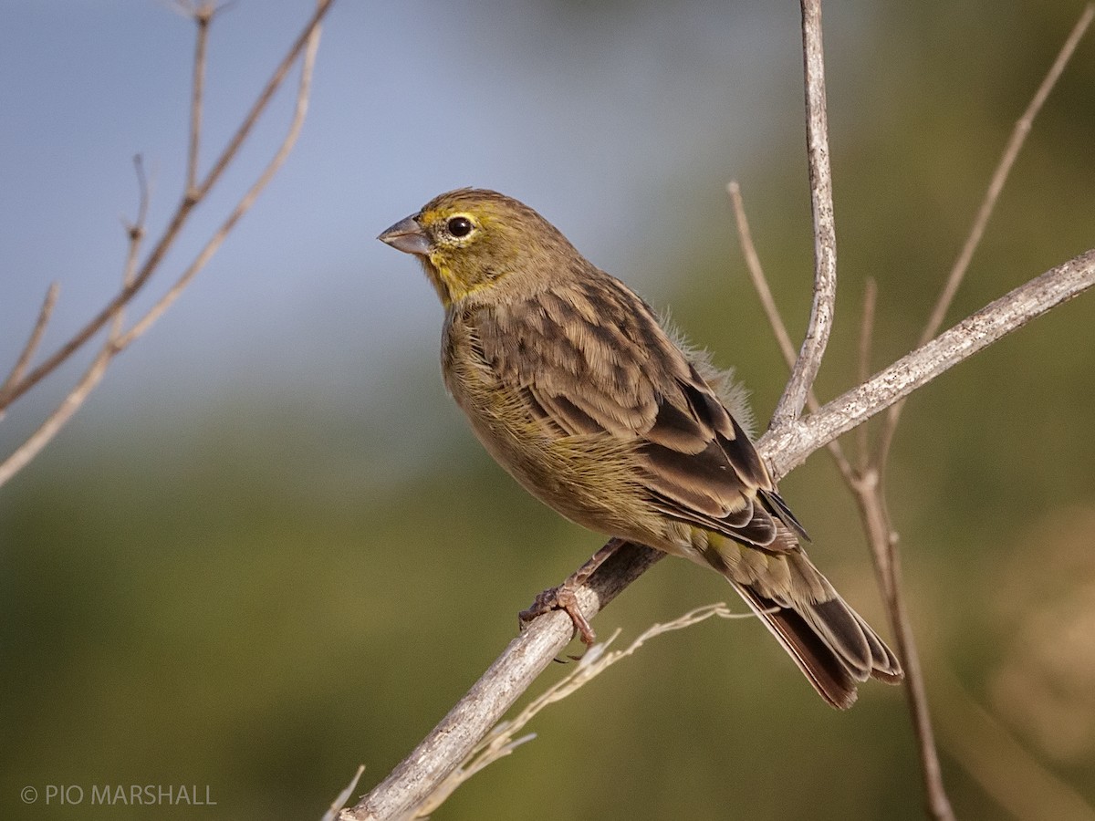 Grassland Yellow-Finch - Pio Marshall