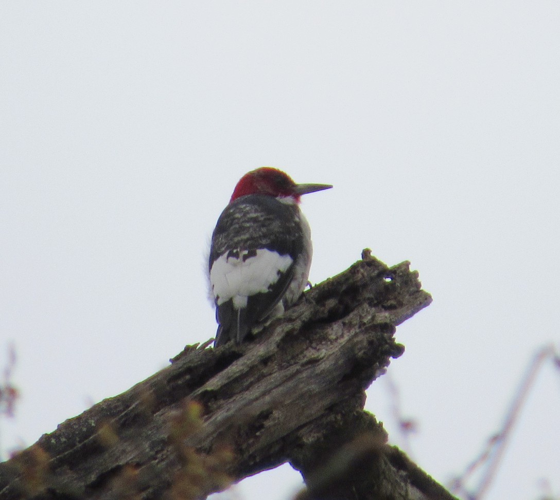 Red-headed Woodpecker - ML216046741