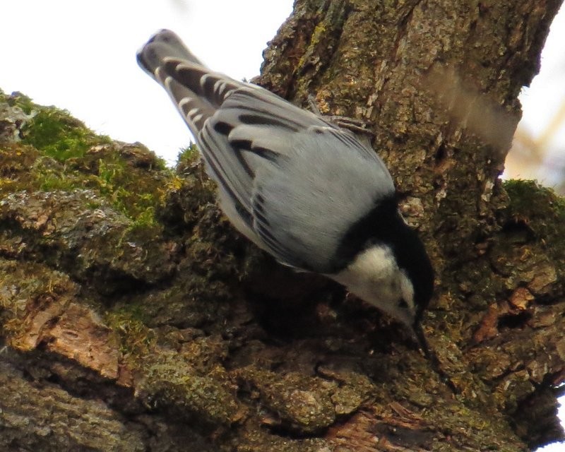 White-breasted Nuthatch - ML21604711