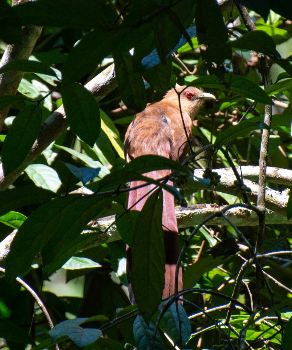 Squirrel Cuckoo - ML216047241