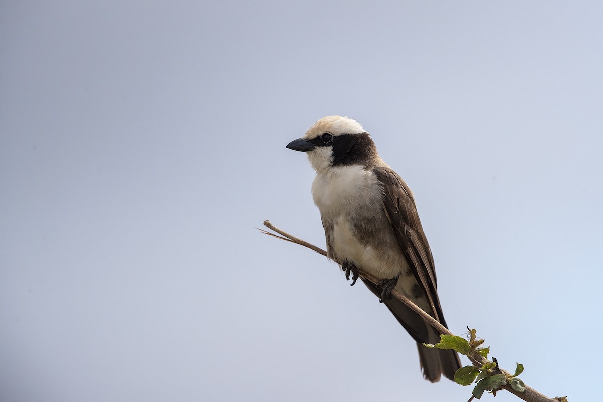 White-rumped Shrike - ML216048281