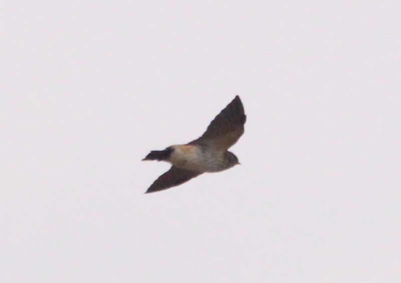 Eastern Red-rumped Swallow (Daurian) - ML216049601