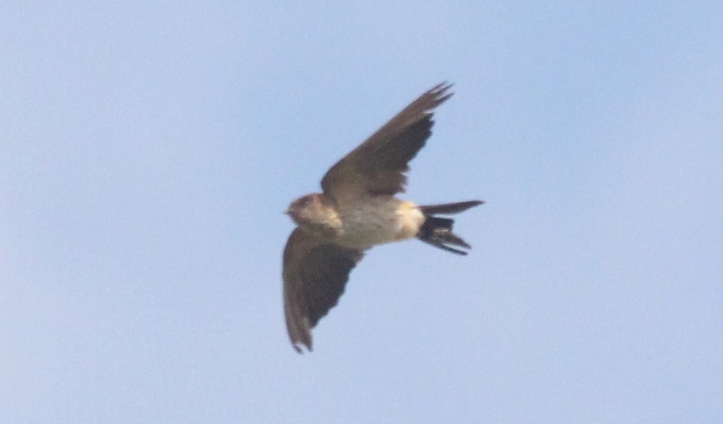 Eastern Red-rumped Swallow (Daurian) - ML216049641